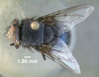 Media type: image;   Entomology 613614 Aspect: habitus dorsal view